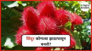सिंदूर कोणत्या झाडापासून बनतो? जाणून घ्या या वनस्पतीची सविस्तर माहिती