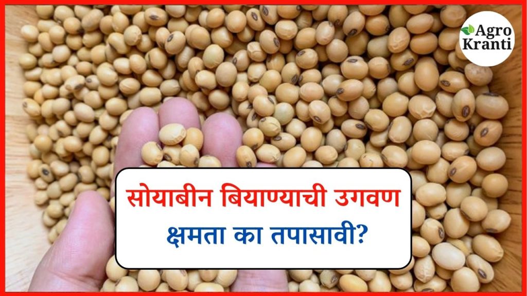 सोयाबीन पेरणीपूर्वी उगवण क्षमता तपासणी का आवश्यक? जाणून घ्या कारणे!