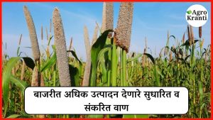 बाजरी पिकात अधिक उत्पादन देणारे सुधारित व संकरित वाण कोणते? वाचा सविस्तर